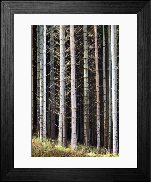 Framed Print : Pine Tree Patterns, Tayside Region, Scotland Framed Print : Pine Tree Patterns, Tayside Region, Scotland