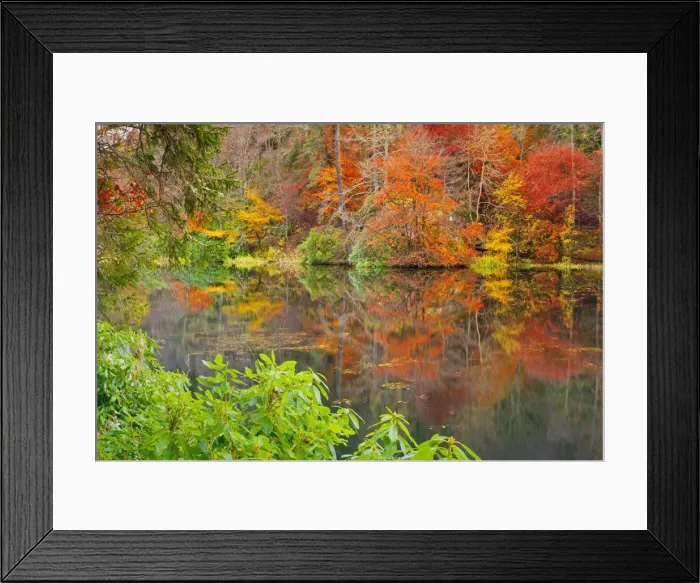 Framed Print : Loch Dunmore Reflections in Autumn, Pitlochry, Tayside Region, Scotland Framed Print : Loch Dunmore Reflections in Autumn, Pitlochry, Tayside Region, Scotland