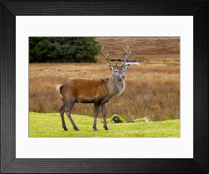 Framed Print : Red Deer Buck, Glen Coe, Highland Region, Scotland