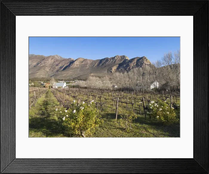 Framed Print : Vineyard, Montagu, Western Cape, South Africa Framed Print : Vineyard, Montagu, Western Cape, South Africa