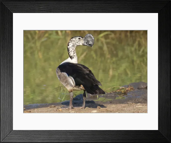 Framed Print : Africa, Southern Africa, African, Northeastern, Sabi Sand Private Game Reserve, Knob-billed