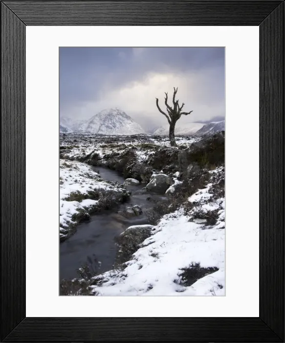 Framed Print : Lonely tree in Rannoch Moor, Glencoe, Scotland, UK Framed Print : Lonely tree in Rannoch Moor, Glencoe, Scotland, UK