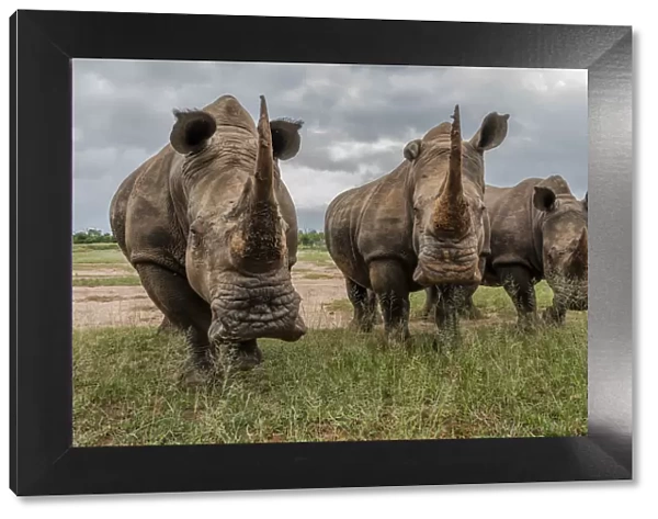 Africa, Southern Africa, South Africa, Swaziland, Black rhinoceros