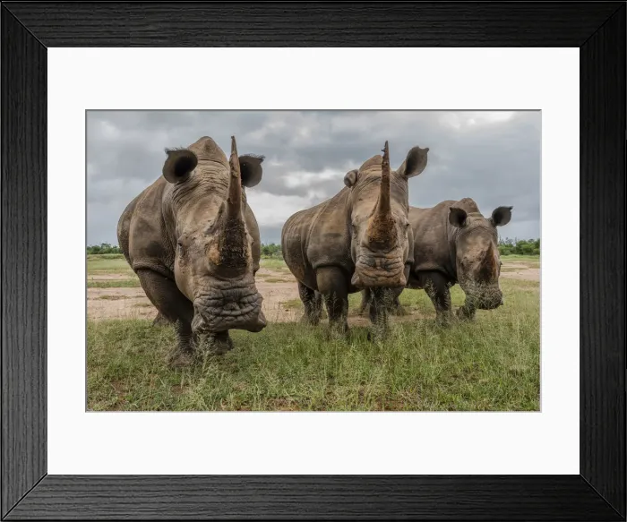 Framed Print : Africa, Southern Africa, South Africa, Swaziland, Black rhinoceros Framed Print : Africa, Southern Africa, South Africa, Swaziland, Black rhinoceros