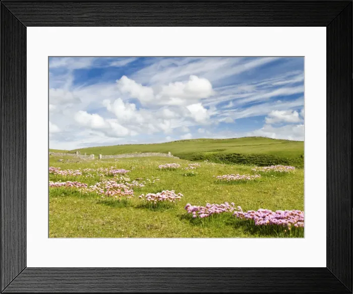 Framed Print : Sea pinks, Isle of Lewis, Hebrides, Scotland, UK