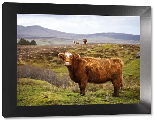 Highland cattle, Isle of Skye, Scotland, UK