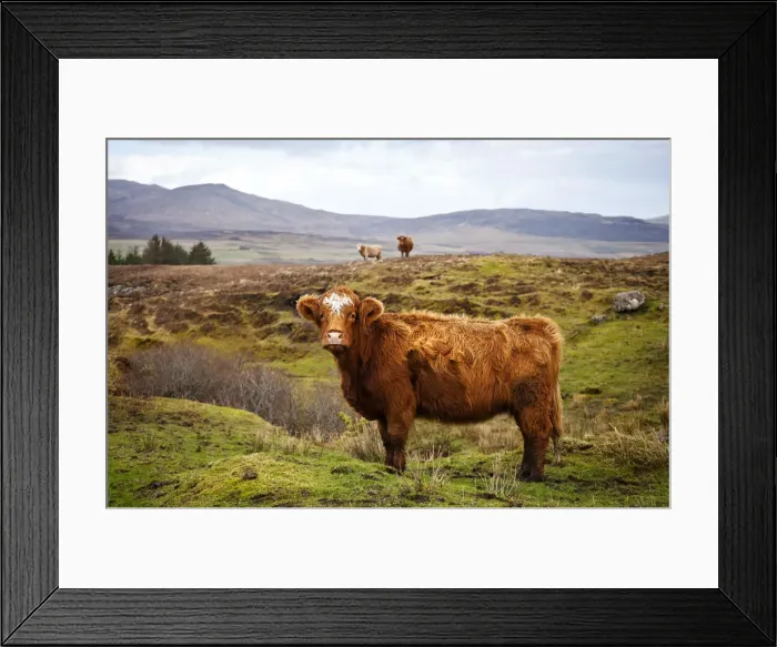 Framed Print : Highland cattle, Isle of Skye, Scotland, UK Framed Print : Highland cattle, Isle of Skye, Scotland, UK