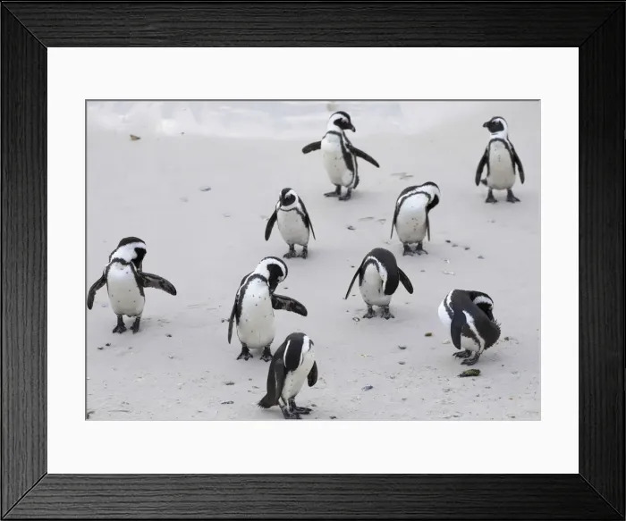 Framed Print : African penguins (Jackass penguins) on Boulders Beach, Simons Town, Cape Town