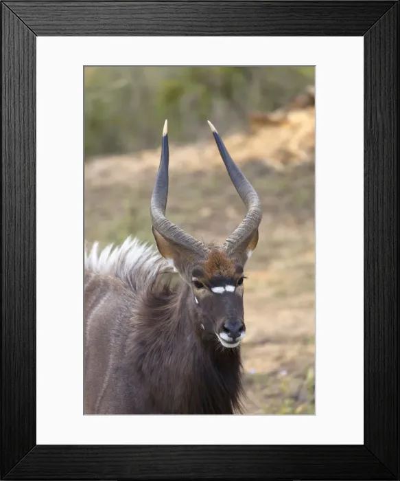 Framed Print : Male nyala, Botlierskop Private Game Reserve, Western Cape, South Africa Framed Print : Male nyala, Botlierskop Private Game Reserve, Western Cape, South Africa