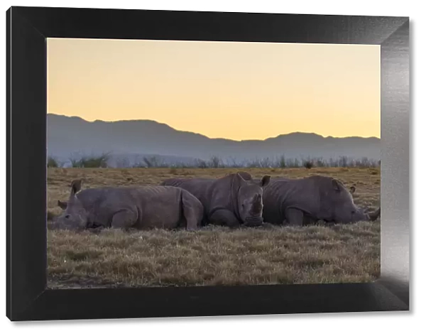 Rhinoceros at dawn, Botlierskop Private Game Reserve, Western Cape, South Africa