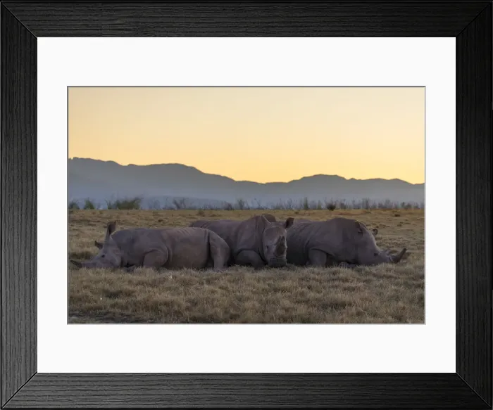 Framed Print : Rhinoceros at dawn, Botlierskop Private Game Reserve, Western Cape, South Africa