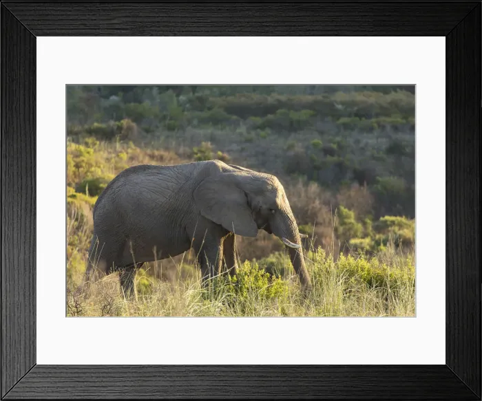 Framed Print : Elephant at dawn, Botlierskop Private Game Reserve, Western Cape, South Africa Framed Print : Elephant at dawn, Botlierskop Private Game Reserve, Western Cape, South Africa