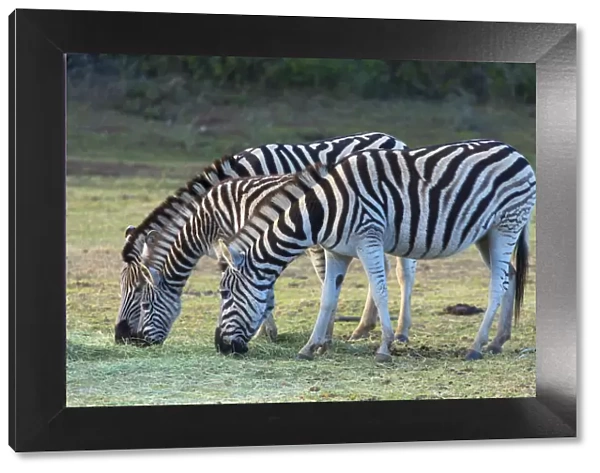 Cape mountain zebra, Botlierskop Private Game Reserve, Western Cape, South Africa
