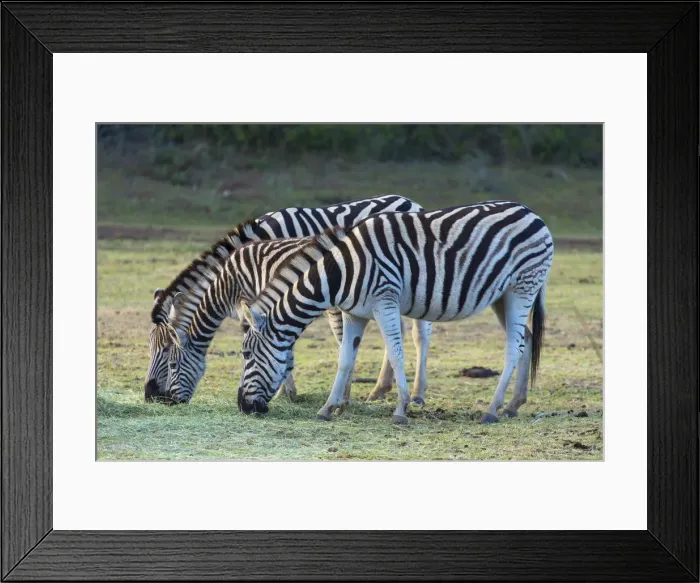 Framed Print : Cape mountain zebra, Botlierskop Private Game Reserve, Western Cape, South Africa Framed Print : Cape mountain zebra, Botlierskop Private Game Reserve, Western Cape, South Africa