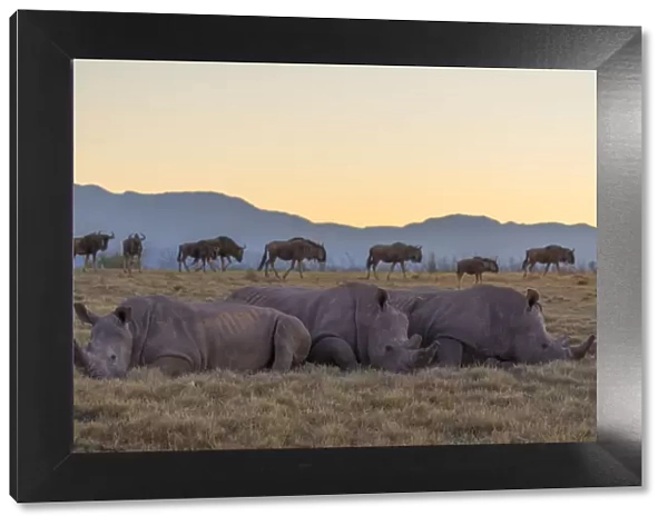 Rhinoceros and wildebeest at dawn, Botlierskop Private Game Reserve, Western Cape
