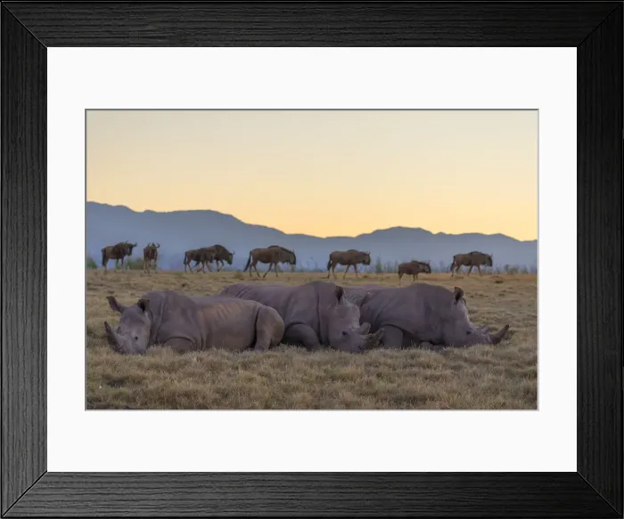 Framed Print : Rhinoceros and wildebeest at dawn, Botlierskop Private Game Reserve, Western Cape Framed Print : Rhinoceros and wildebeest at dawn, Botlierskop Private Game Reserve, Western Cape