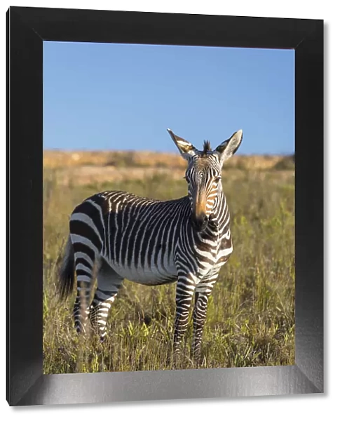 Cape zebra, Botlierskop Private Game Reserve, Western Cape, South Africa