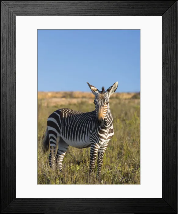 Framed Print : Cape zebra, Botlierskop Private Game Reserve, Western Cape, South Africa Framed Print : Cape zebra, Botlierskop Private Game Reserve, Western Cape, South Africa