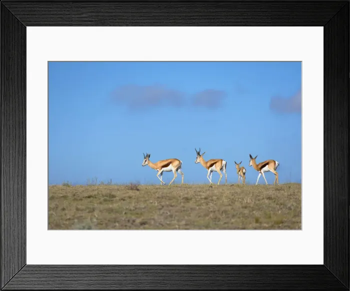 Framed Print : Springbok, Botlierskop Private Game Reserve, Western Cape, South Africa Framed Print : Springbok, Botlierskop Private Game Reserve, Western Cape, South Africa