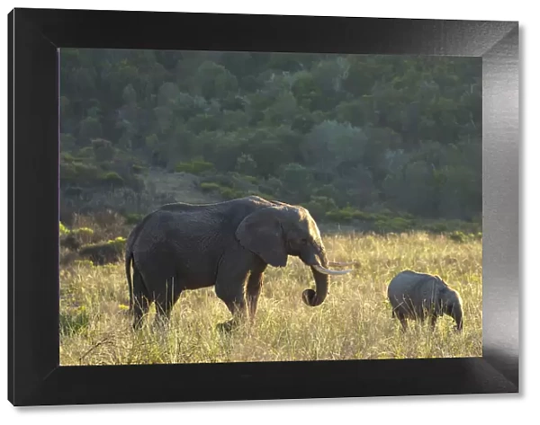 Adult and baby elephants, Botlierskop Private Game Reserve, Western Cape, South Africa