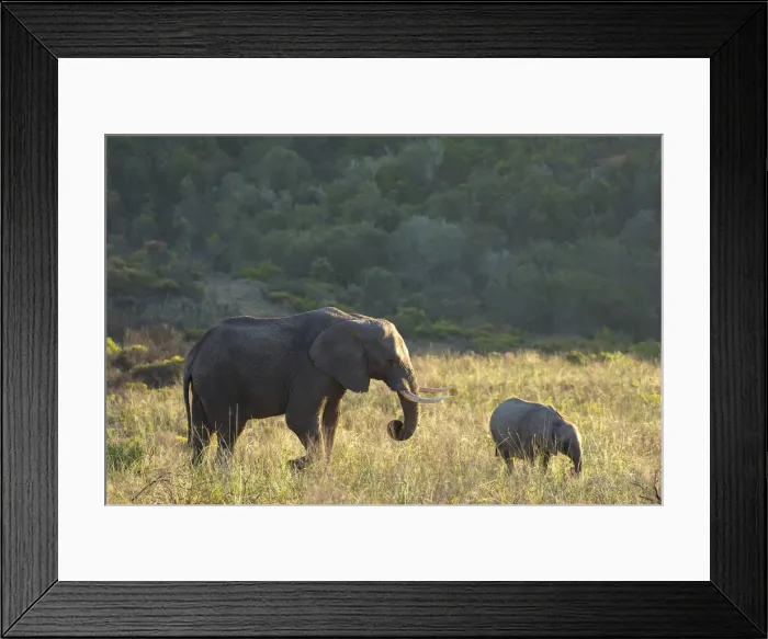 Framed Print : Adult and baby elephants, Botlierskop Private Game Reserve, Western Cape, South Africa Framed Print : Adult and baby elephants, Botlierskop Private Game Reserve, Western Cape, South Africa