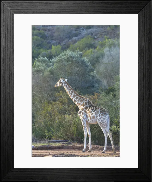 Framed Print : Giraffe, Botlierskop Private Game Reserve, Western Cape, South Africa Framed Print : Giraffe, Botlierskop Private Game Reserve, Western Cape, South Africa