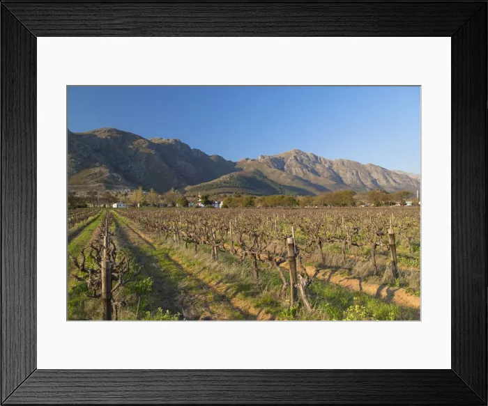 Framed Print : Grape vines, Franschhoek, Western Cape, South Africa Framed Print : Grape vines, Franschhoek, Western Cape, South Africa