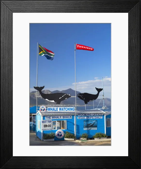 Framed Print : Whale watching boat company, Hermanus, Western Cape, South Africa Framed Print : Whale watching boat company, Hermanus, Western Cape, South Africa