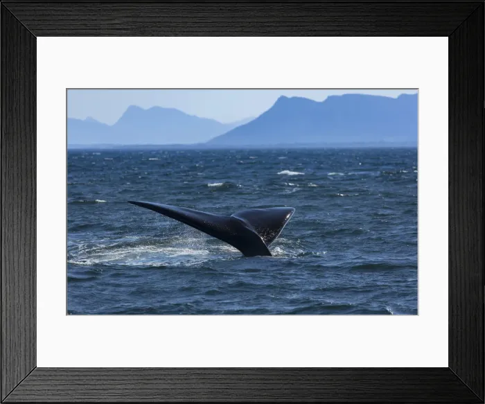 Framed Print : Southern right whale, Hermanus, Western Cape, South Africa Framed Print : Southern right whale, Hermanus, Western Cape, South Africa