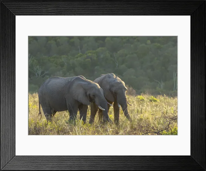 Framed Print : Elephants at dawn, Botlierskop Private Game Reserve, Western Cape, South Africa Framed Print : Elephants at dawn, Botlierskop Private Game Reserve, Western Cape, South Africa