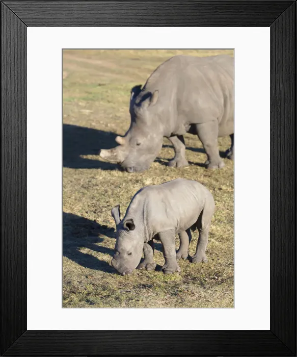 Framed Print : Adult and baby rhinoceros, Botlierskop Private Game Reserve, Western Cape, South Africa Framed Print : Adult and baby rhinoceros, Botlierskop Private Game Reserve, Western Cape, South Africa