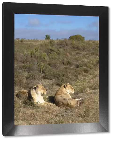 Lionesses, Botlierskop Private Game Reserve, Western Cape, South Africa