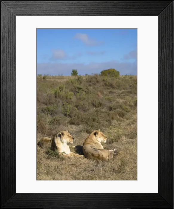 Framed Print : Lionesses, Botlierskop Private Game Reserve, Western Cape, South Africa Framed Print : Lionesses, Botlierskop Private Game Reserve, Western Cape, South Africa