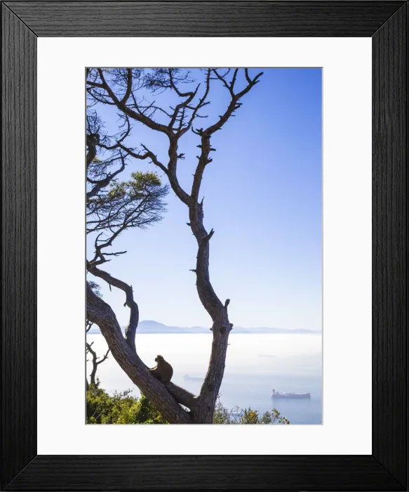 Framed Print : Gibraltar, Gibraltar rock, Gibraltar Barbary Ape Framed Print : Gibraltar, Gibraltar rock, Gibraltar Barbary Ape