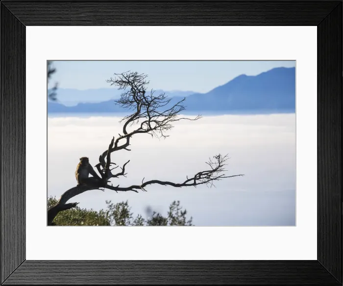 Framed Print : Gibraltar, Gibraltar rock, Gibraltar Barbary Ape Framed Print : Gibraltar, Gibraltar rock, Gibraltar Barbary Ape