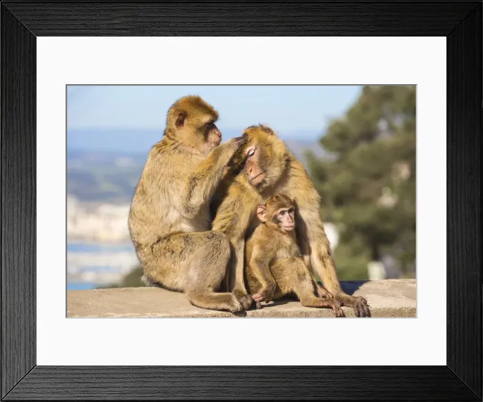Framed Print : Gibraltar, Gibraltar rock, Gibraltar Barbary Ape Framed Print : Gibraltar, Gibraltar rock, Gibraltar Barbary Ape
