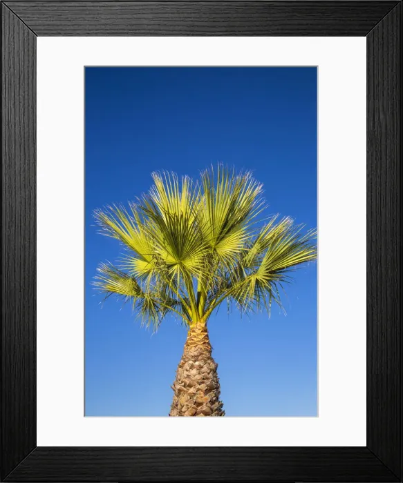 Framed Print : Spain, La Linea, Palm tree Framed Print : Spain, La Linea, Palm tree