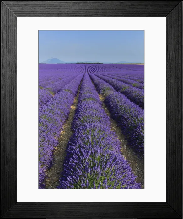 Framed Print : France, Provence Alps Cote d Azur, Haute Provence, Plateau of Valensole, Lavander