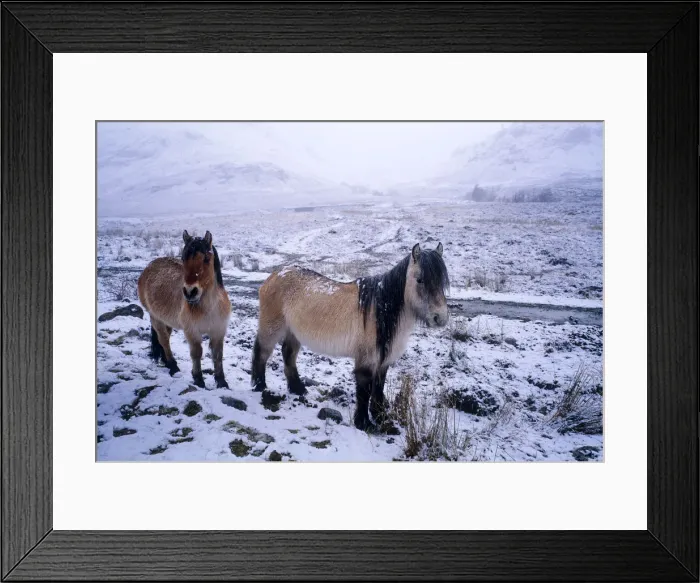 Framed Print : Ponies in Winter, Glen Shiel, Highland Region, Scotland Framed Print : Ponies in Winter, Glen Shiel, Highland Region, Scotland
