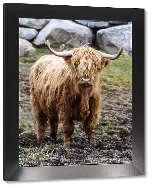 Highland cattle, Harris, Hebrides, Scotland