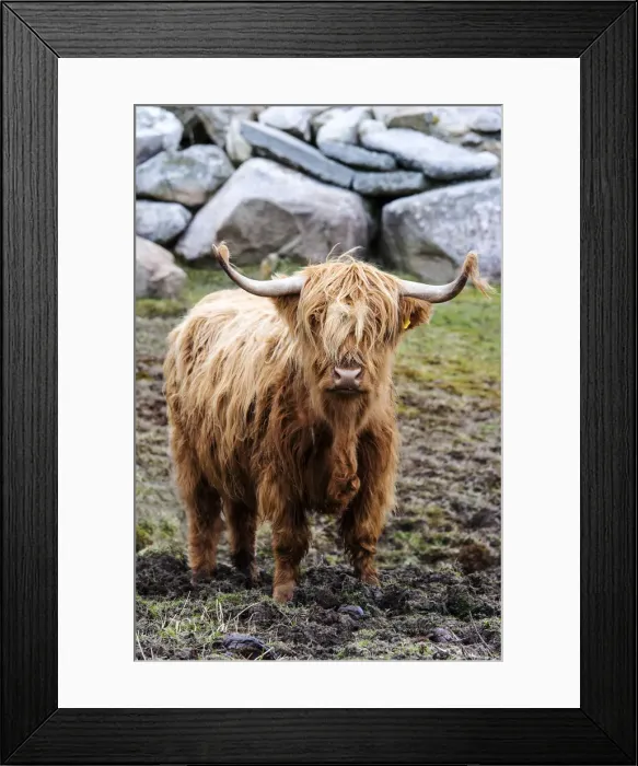 Framed Print : Highland cattle, Harris, Hebrides, Scotland Framed Print : Highland cattle, Harris, Hebrides, Scotland
