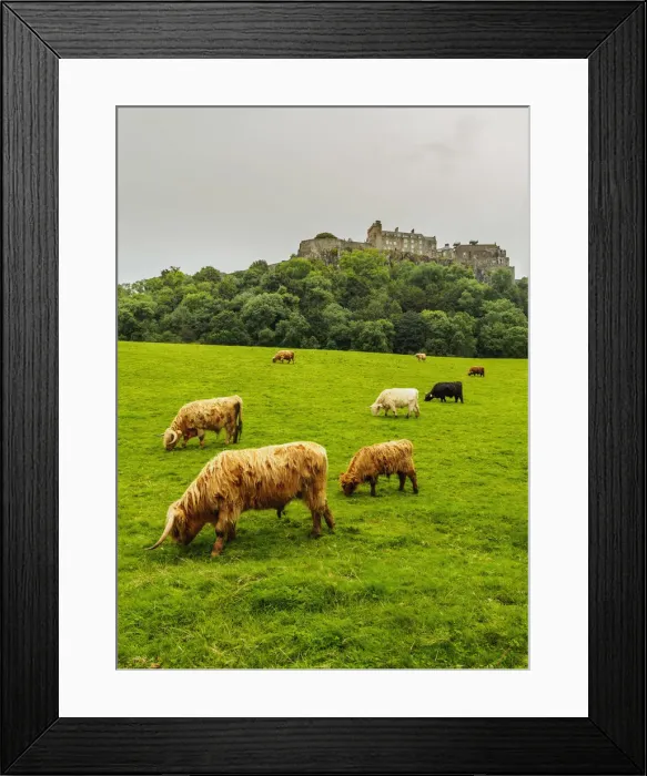 Framed Print : UK, Scotland, Stirling, Highland cattles adn Stirling Castle Framed Print : UK, Scotland, Stirling, Highland cattles adn Stirling Castle