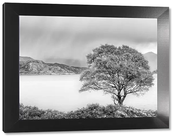 Rain approaching a tree on the shore of Loch Shieldaig, Wester Ross, Highlands, Scotland