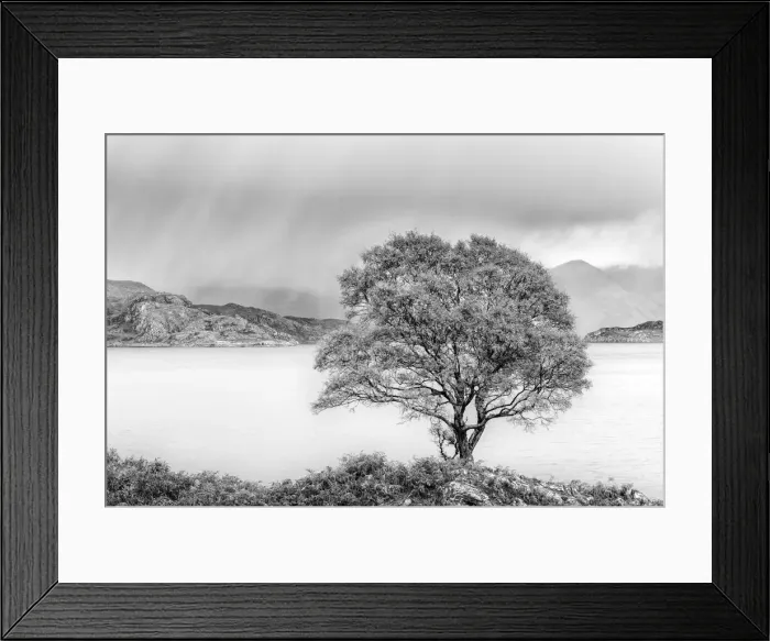 Framed Print : Rain approaching a tree on the shore of Loch Shieldaig, Wester Ross, Highlands, Scotland Framed Print : Rain approaching a tree on the shore of Loch Shieldaig, Wester Ross, Highlands, Scotland