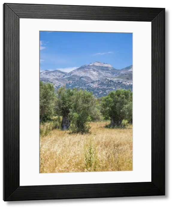Framed Print : Olive trees near Halki village, Naxos, Cyclade Islands, Greece Framed Print : Olive trees near Halki village, Naxos, Cyclade Islands, Greece