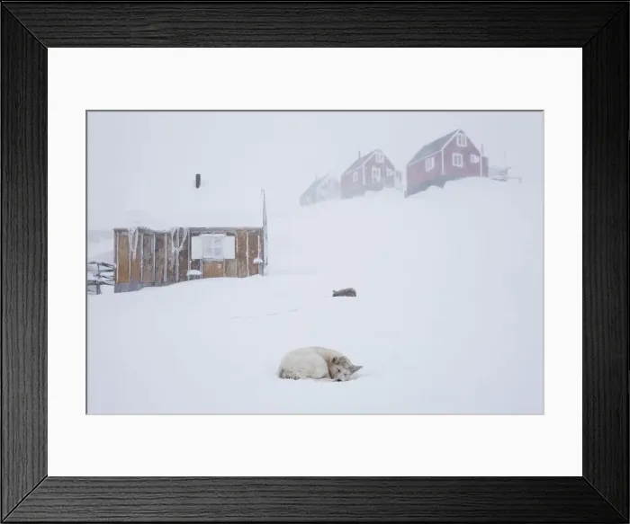 Framed Print : Husky in snow outside houses, Tasiilaq, Greenland Framed Print : Husky in snow outside houses, Tasiilaq, Greenland