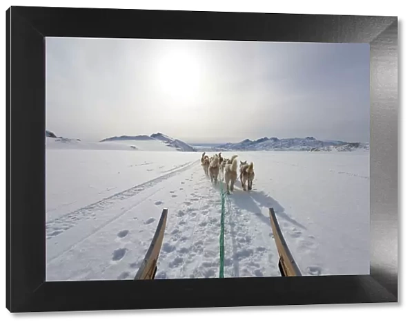 Dog sledding, E. Greenland