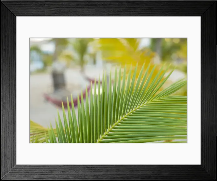 Framed Print : French West Indies, St-Martin, Baie Nettle, palm tree, morning Framed Print : French West Indies, St-Martin, Baie Nettle, palm tree, morning