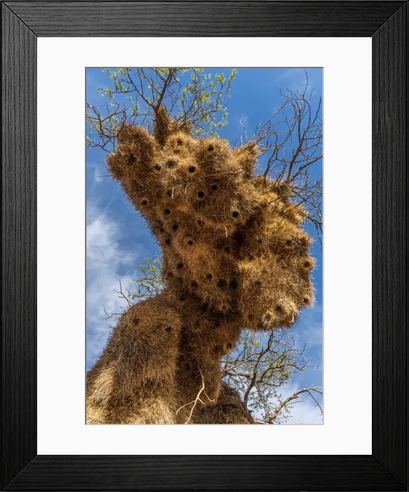 Framed Print : Africa, South Africa, Kalahari Transfrontier Park Framed Print : Africa, South Africa, Kalahari Transfrontier Park