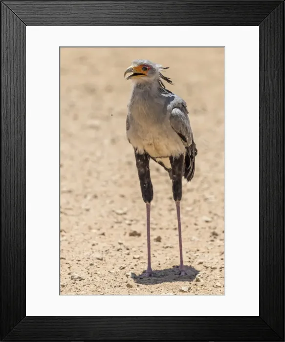 Framed Print : Africa, South Africa, Kalahari Transfrontier Park. A secretary bird Framed Print : Africa, South Africa, Kalahari Transfrontier Park. A secretary bird